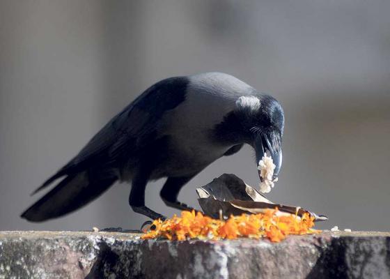 कार्तिक कृष्ण त्रयोदशीः काग तिहार