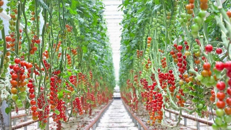 tomato farm