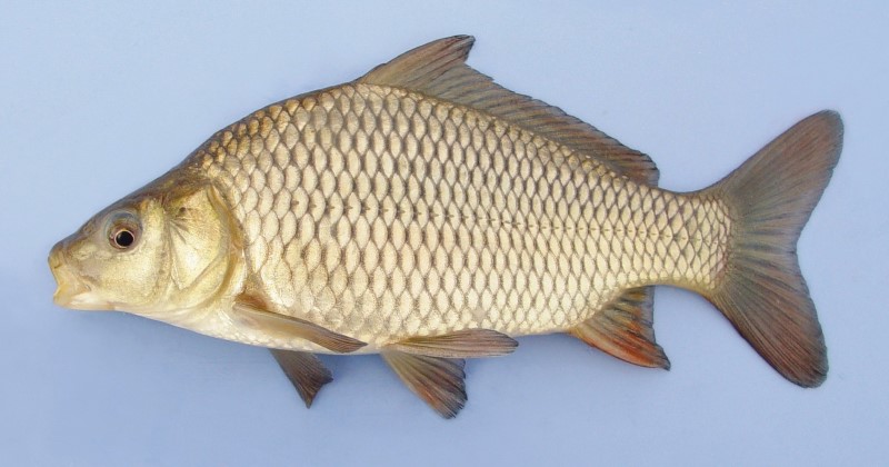 18cCommonCarp17cmcompressed