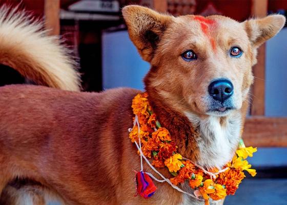 कात्तिक कृष्ण चतुर्दशीः नरक चतुर्दशी, कुकुर तिहार