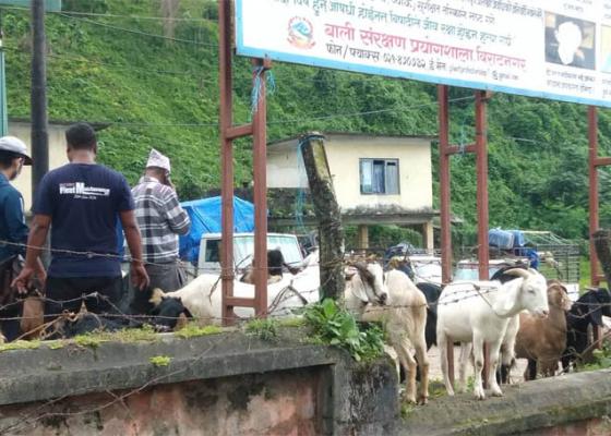 चाडपर्व नजिकिएसँगै धरानको कृषिउपज बजारमा चहलपहल बढ्यो