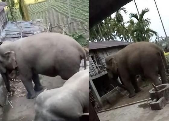 हात्तीको बथान झापा प्रवेशः सुरक्षित रहन आग्रह हात्तीको बथान झापा प्रवेशः सुरक्षित रहन आग्रह