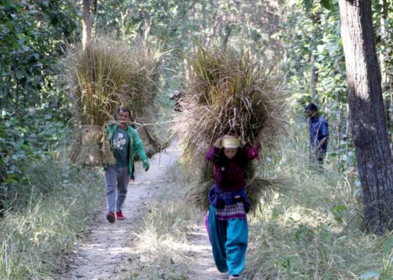 आरक्षमा खर काट्न अनुमति शुल्कबाट २ लाख राजस्व संकलन