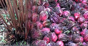 अलैँचीको निर्यात बढ्यो