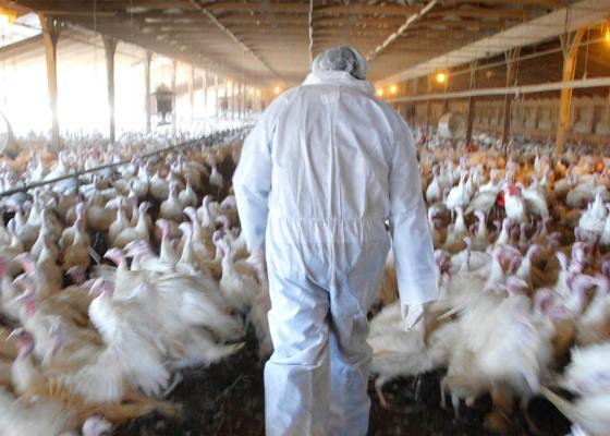 झापामा 'बर्ड फ्लुु' प्रकोपः पक्षीजन्य वस्तु ओसार–पसारमा रोक