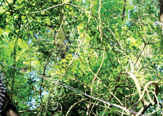 सिरहाको सलहेश फूलबारीमा भक्तजनको घुइँचो