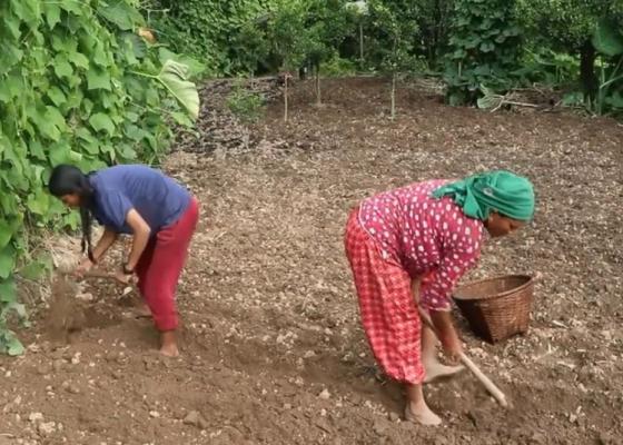 भोजपुरका किसानलाई हिउँदे आलु रोप्न चटारो