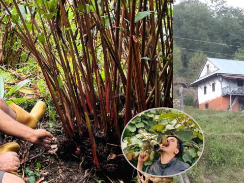 बसाइँ सराईले उजाडिएका पहाडी बस्ती र बदलिदाे जीवनशैली