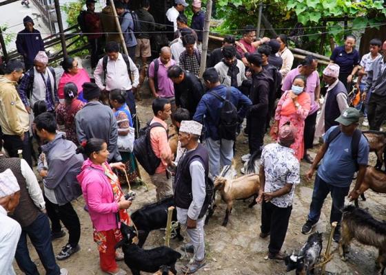 धनकुटाका हाटबजारमा दशैँको रौनक: खसीबोकाको माग उच्च, व्यापारमा उत्साह