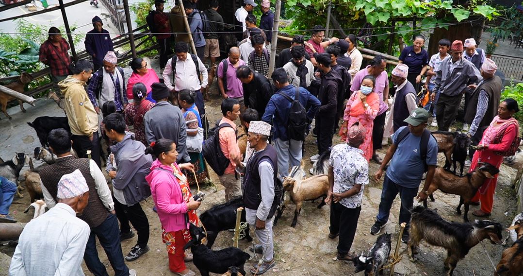 धनकुटाका हाटबजारमा दशैँको रौनक: खसीबोकाको माग उच्च, व्यापारमा उत्साह
