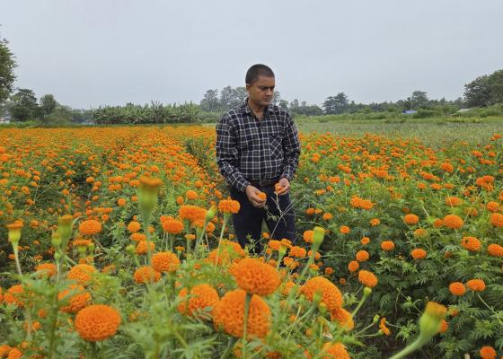  सयपत्री फूलखेतीमा जमेका विष्ट